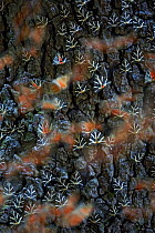 Jersey tiger moths (Euplagia quadripunctaria) on tree, Rhodes, Greece