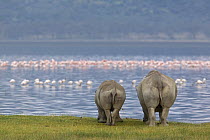 Rear view of White Rhinoceros (Ceratotherium simum) and young grazing, Lake Nakuru, Kenya