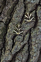 Two Jersey tiger moths (Euplagia quadripunctaria) on tree bark, Rhodes, Greece