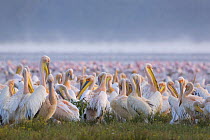 Large flock of Eastern / Great White Pelican (Pelecanus onocrotalus) preening, Lake Nakuru, Kenya