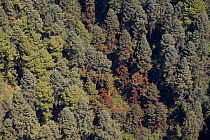 Aerial view of a colony of Monarch butterflies (Danaus plexippus) overwintering in trees, Michoacan, Mexico