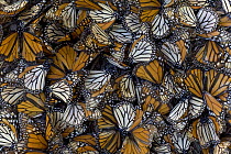 Dead Monarch butterflies (Danaus plexippus) on the ground killed by changing weather conditions bringing wet and cold weather, Michoacan, Mexico