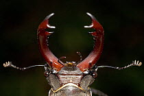 Close-up of mouthparts of Stag beetle (Lucanus cervus)