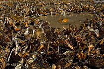 Monarch butterflies (Danaus plexippus) gathered to drink, overwintering colony, Michoacan, Mexico