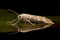 China mark moth (Nymphula nympheata) on water surface, having just hatched underwater