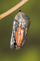 Monarch butterfly (Danaus plexippus) emerging from its pupa, USA, Sequence 1/8