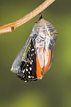 Monarch butterfly (Danaus plexippus) emerging from its pupa, USA, Sequence 3/8