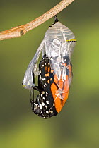 Monarch butterfly (Danaus plexippus) emerging from its pupa, USA, Sequence 4/8