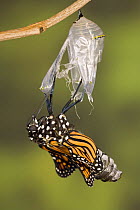 Monarch butterfly (Danaus plexippus) emerging from its pupa, USA, Sequence 5/8