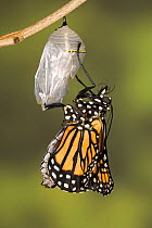 Monarch butterfly (Danaus plexippus) emerging from its pupa, USA, Sequence 6/8