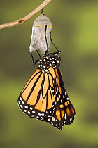 Monarch butterfly (Danaus plexippus) emerging from its pupa, USA, Sequence 7/8