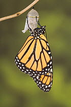 Monarch butterfly (Danaus plexippus) emerging from its pupa, USA, Sequence 8/8