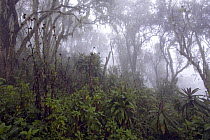 Rainforest slope Mount Bisoke (3711m), Mountain gorilla habitat (Gorilla gorilla beringei), Parc National des Volcans, Rwanda