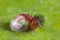 Caterpillar larva of Common morpho butterfly  (Morpho peleides) hatching from egg, Costa Rica, Sequence 3/5