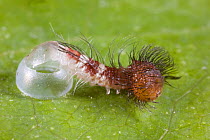 Caterpillar larva of Common morpho butterfly  (Morpho peleides) hatching from egg, Costa Rica, Sequence 4/5