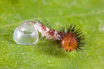 Caterpillar larva of Common morpho butterfly  (Morpho peleides) hatching from egg, Costa Rica, Sequence 5/5