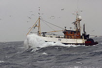 The fishing vessel Saggitarius fights through the rough North Sea heading for auction with a catch of prawns, seagulls following