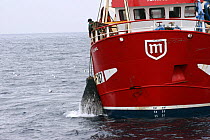 The Banff-registered fishing vessel, Faithful, takes onboard a full catch of prawns in the North Sea, January 2006