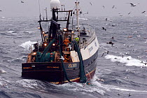 Fishermen onboard the Peterhead-registered fishing vessel Demares winch in a catch of haddock whilst fishing in the rough North Sea