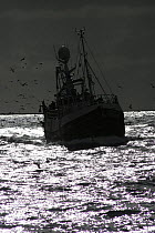 Silhouette of the fishing vessel Carisanne as she heads for the Bressay Bank fishing grounds, July 2007
