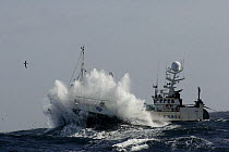 Wave breaking over bow of  fishing vessel Carisanne as she battles heavy sea swells in the North Sea, May 2007