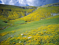 Yellow flowers {Echinospartum horridum} carpet the hillsides of Ordesa National Park in the Spanish Pyrenees, Aragon, Catalonia