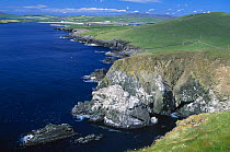 Coastal landscape from Sumburgh Head, Shetland Isles, Scotland, UK with seabird colony on cliffs in the foreground.
