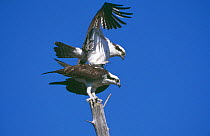 Osprey (Pandion haliaetus) pair mating on pole, Sanibel Island, Florida, UK