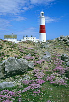 Portland Bill Lighthouse, with Sea thrift flowering in the foreground, Dorset, UK