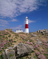 Portland Bill Lighthouse, with Sea thrift flowering in the foreground, Dorset, UK