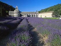 Abbaye de Senanque with field of Lavander flowers in foreground, Gordes, Provence, France, June 2004