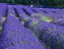 Field of Lavander flowers ready for harvest, Sault, Provence, France, June 2004