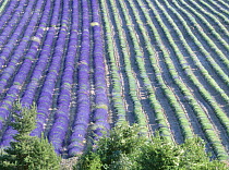 Field of Lavander flowers ready for harvest (left) and harvested (right), Valensole, Provence, France, June 2004