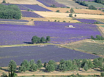 Mosaic of fields of Lavander flowers ready for harvest, Sault, Provence, France, June 2004