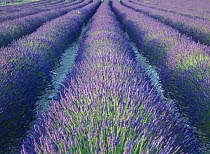 Fields of Lavander flowers ready for harvest, Sault, Provence, France, June 2004
