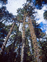 Clouds of Monarch butterflies {Danaus plexippus} flying and resting on trees while on migration, Miochacan, Mexico, January 1997