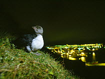 Puffin chick {Fratercula arctica} confused by city lights, Iceland