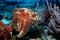Broadclub cuttlefish (Sepia latimanus), Komodo, Indonesia