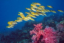 Shoal of Bluelined snappers / Kasmira (Lutjanus kasmira) over reef with soft corals, Andaman Sea, Thailand, (Digital composite).