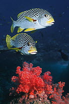 Two Lined sweetlips (Plectorhichus lineatus) swimming over coral, Andaman Sea, Thailand