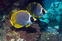 Two Panda butterflyfish (Chaetodon adiergastos), Bali, Indonesia