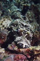 Beauforts crocodile fish (Cymacephalus beauforti) on coral rubble, Indonesia