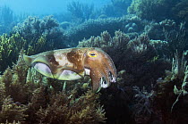 Male Broadclub cuttlefish (Sepia latimanus) showing breeding colours, Komodo, Indonesia