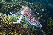 Male Broadclub cuttlefish (Sepia latimanus) showing breeding colours, Komodo, Indonesia