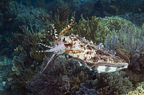 Broadclub cuttlefish (Sepia latimanus), Komodo, Indonesia