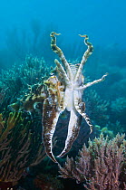 Broadclub cuttlefish (Sepia latimanus), aggressive display, Komodo, Indonesia