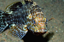 Areolate grouper (Epinephelus areolatus), Bali, Indonesia