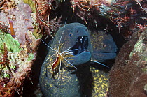 Yellow edged / margined moray eel (Gymnothorax flavimarginatus) being cleaned by a Hump-back / Scarlet cleaner shrimp (Lysmata amboinenis) with Durban hinge-beak shrimps (Rhynchocinetes durbanensis) o...