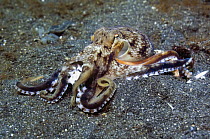 Veined octopus (Octopus marginatus) on seabed, Lembeh Strait, North Sulawesi, Indonesia