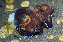Veined octopus (Octopus marginatus) feeding on bivalve wich it has covered with the net between tentacles. With Solitary corals (Heterocyathus aequicostatus) on the sand, Bali, Indonesia